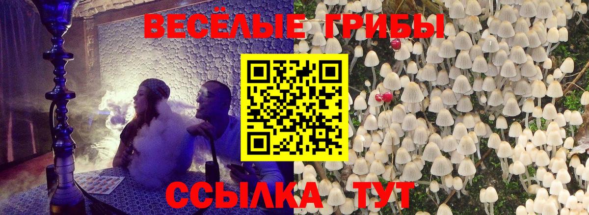 Галлюциногенные грибы Psilocybe Кулебаки